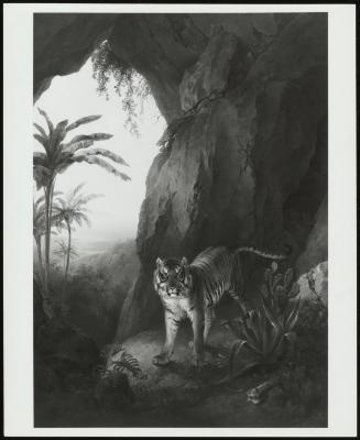 Tiger In A Cave