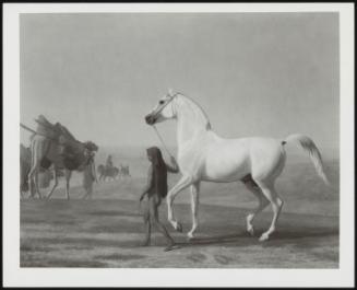 An Arab Stallion Led By A Boy