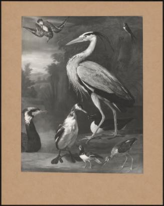Heron With Other Birds