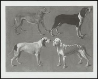 Studies Of Dogs