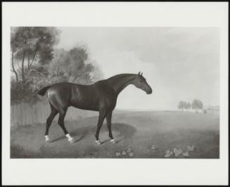 Horse In A Landscape