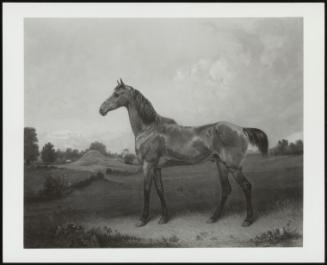 Bay Hunter In A Landscape