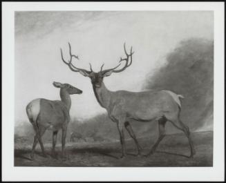 Wapiti Deer - North American Deer, 1819