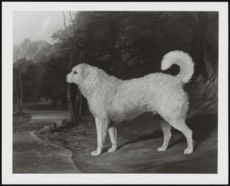 Portrait Of A Dog, Ross, 1834
