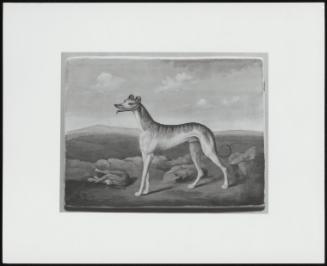 Greyhound And A Dead Hare