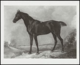 A Black Horse in a Landscape