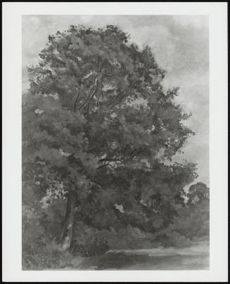 Study of an Ash Tree (Sketch of a Tree)