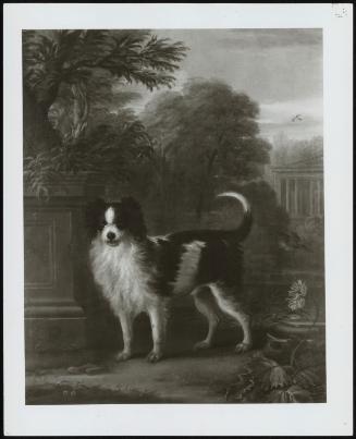Portrait Of A Dog - Muff