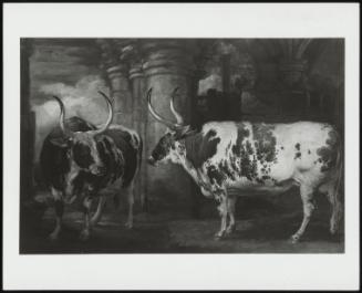 Portrait Of Two Extraordinary Oxen, The Poperty Of The Earl Of Powls, In A Stone Barn