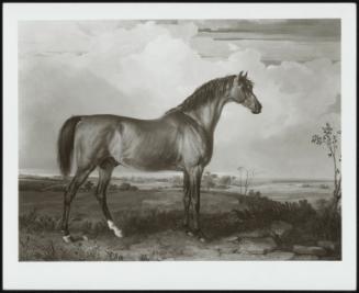 Eagle, a Stallion, 1809 (Portrait of Eagle, a Celebrated Stallion)