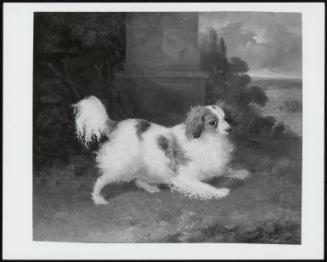 King Charles Spaniel in a Landscape