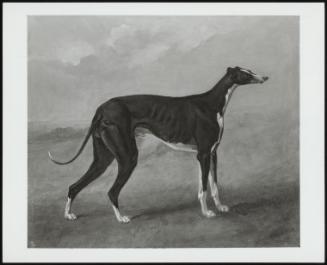 Turk, A Greyhound, 1822