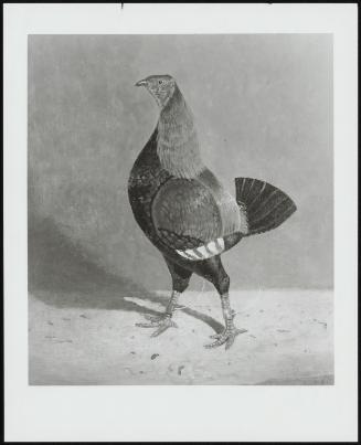 Portrait Of A Fighting Cock, Facing Left, 1820