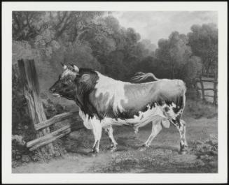 An Ayrshire Bull In A Landscape, 1828