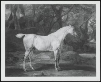 An Arab Stallion, the Property of Sir Watkin Williams-Wynn, by a Stream in a Wooded Landscape