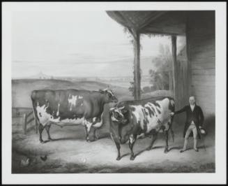 The Burton Constable Bulls