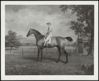 Racehorse With Jockey Up, 1796