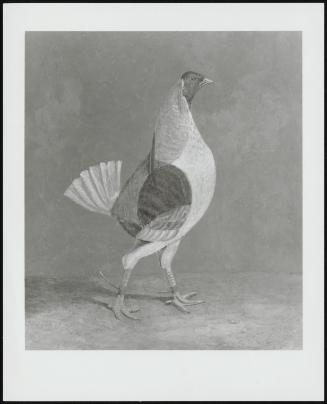 Portrait Of A Fighting Cock, Facing Right, 1820