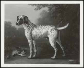 A Grey Spotted Hound (Portrait Of A Dalmation With A Dead Pheasant)