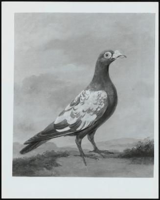 Pigeon, Facing Right