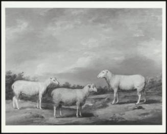 Ryelands Sheep, The King's Ram, The King's Ewe And Lord Somerville's Wether