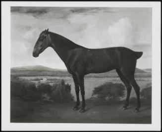 Portrait Of A Brown Horse In A Landscape