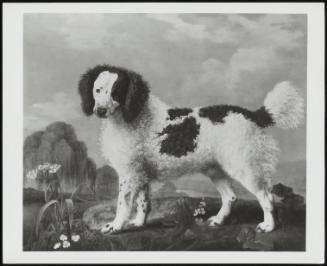 Brown And White Water Spaniel, 1778 (Springer Spaniel)