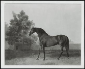 Racehorse In A Landscape