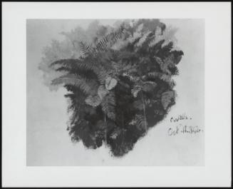 Study Of Ferns, Curella, Oct 15, 1842