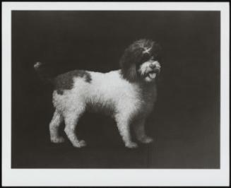 Water Spaniel, 1769 (Portrait Of A Dog - /Water Spaniel )