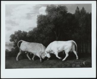 Bulls Fighting 1786