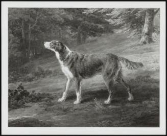 Ranger, An Irish Setter, 1797