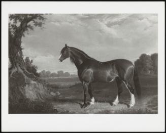 A Clydesdale Stallion In A Parkland Setting, 1820
