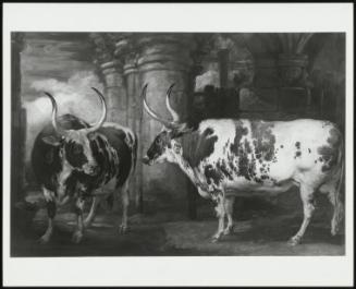 Portraits Of Two Extraordinary Oxen, The Property Of The Earl Of Powis