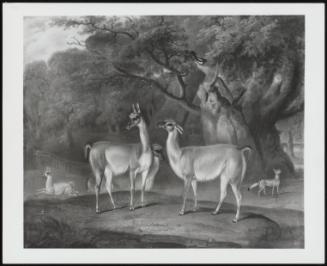 Llamas and a Fox in a Wooded Landscape