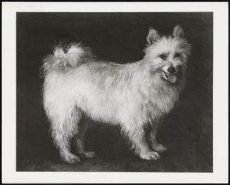 A Spitz Dog