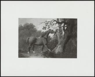 A Chestnut Hunter