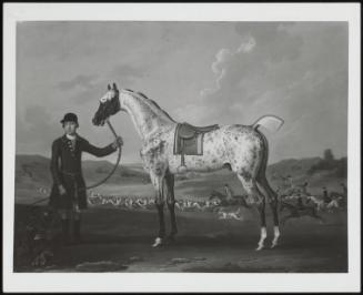 Scipio, Property Of Col Roche, A Member Of The Buccleuch Hunt