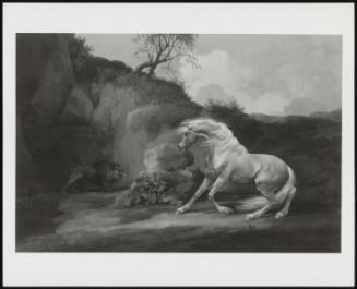 Horse Frightened By A Lion