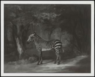 Zebra (A Woodland Landscape With A Zebra Standing)
