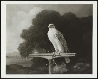 Greenland Falcon, 1780 (A Greenland Falcon Standing On A Perch In A Woody Landscape)