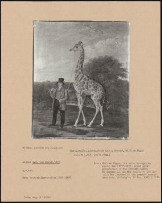 The Giraffe, Accompanied by His Keeper, William Mayor