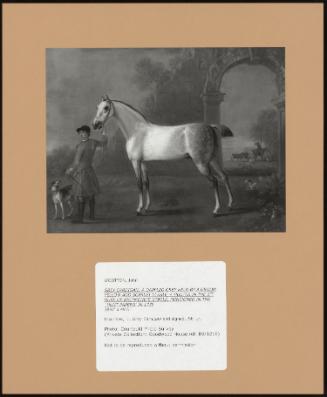 Grey Cardigan: a Dappled Grey Held by a Groom Yellow and Scarlet Livery; a Hunter in the 2nd Duke of Richmond's Stable, Mentioned in the 'hunt Papers' in 1739