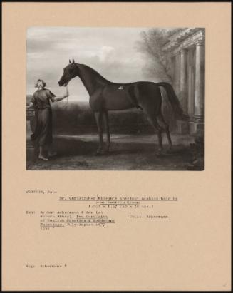 Mr. Christopher Wilson's Chestnut Arabian Held By An Eastern Groom