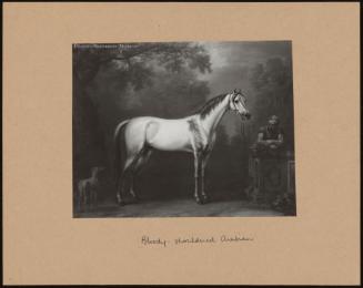 Bloody Shouldered Arabian (Pair to Lord Oxford's 'dun Barb')