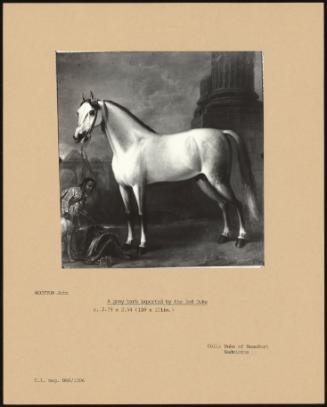 A Grey Barb Imported by the 3rd Duke