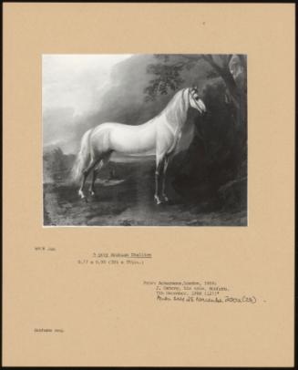 A Grey Arabian Stallion