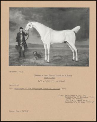 Jason, a Grey Horse, Held by a Groom