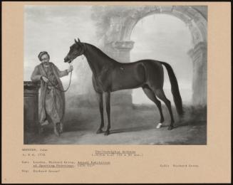 The Godolphin Arabian