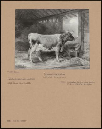 An Alderney Cow In A Barn